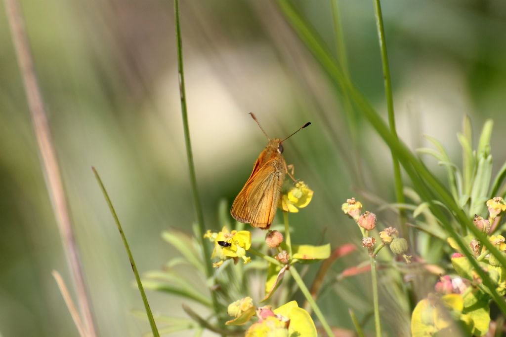 Ochlodes sylvanus, Hesperiidae